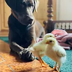 팜스테이 Vogelhubergut - Familie Scherleithner *