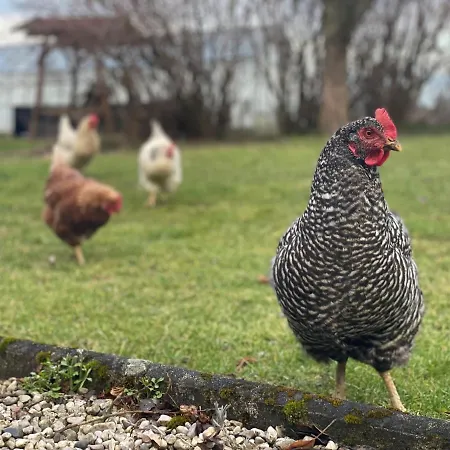 Vogelhubergut - Familie Scherleithner Vorchdorf