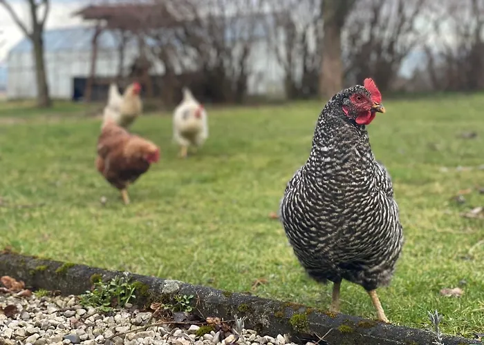Vogelhubergut - Familie Scherleithner Vorchdorf