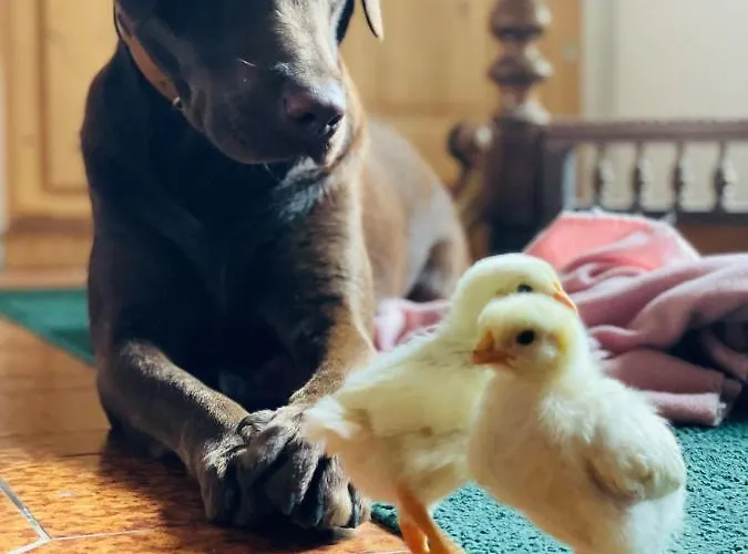 Gospodarstwo agroturystyczne Vogelhubergut - Familie Scherleithner *
