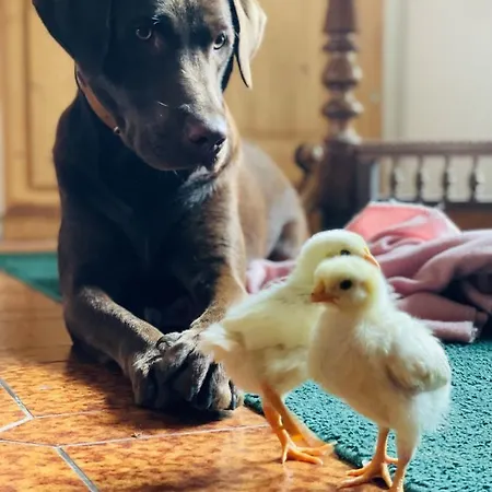 Alojamento de Turismo Rural Vogelhubergut - Familie Scherleithner *